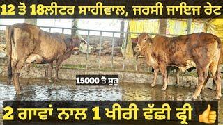 12 ਤੋ 18ਲੀਟਰ 2 ਗਾਵਾਂ ਅਤੇ 2 ਵੱਛੀਆ ਵੀਕਾਓ। cows for sale/vadiya farm/10-3-25