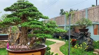 The most beautiful Wrightia religiosa (Water Jasmine) bonsai trees