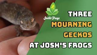 Our Resident Escape Artists | Josh's Frogs' Mourning Geckos