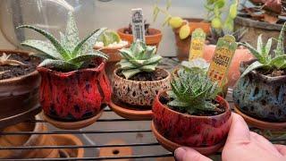 Spring 2024 Houseplant Tour! | 150+ Houseplants & Starting Seeds for Garden Season!