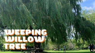 The Weeping Willow Tree