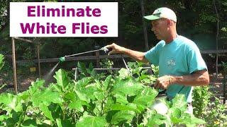 Dr. Bronner's Castile Soap For Garden Pest Control  |  Whiteflies and More