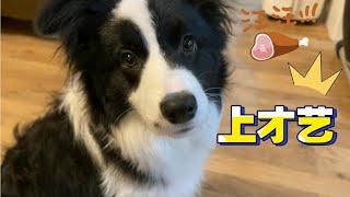 边牧到底有多聪明？边牧是边牧，狗是狗！—border collie Mia