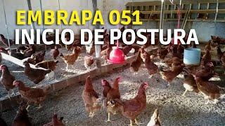 GALINHA CAIPIRA EMBRAPA 051 INICIANDO A POSTURA #galinhacaipira #criacaodegalinhas #galinha