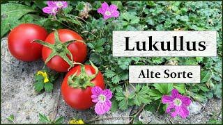 Lukullus - Eine alte deutsche Tomatensorte für den Freilandanbau - Sortenraritäten für Hobbygärtner