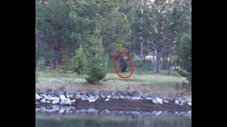 Oregon Bigfoot & Umatilla Sasquatch Video Investigation