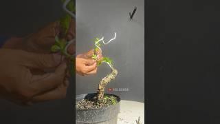 Creating a Bonsai Tree Concept