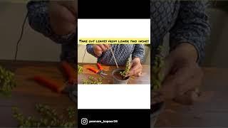 Jade plant propagation | how to propagate jade plant |#shorts |#jade |#jadepropagation|