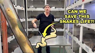 Can We Save This Snakes Life?