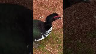 Beautiful duck with best haircut