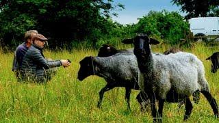 Rauhwollige Pommersche Landschafe - Alte Nutztierrassen Folge 104 - Dokumentation Schafzucht