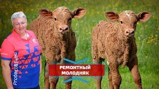 Как правильно выращивать ремонтный молодняк КРС? Кормление и содержание телят. Комбикорм для телят.