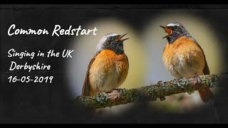 COMMON REDSTART singing in the UK