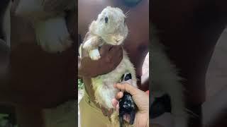 Bunny drinks milk from MOM ! #rabbit #lovely #bunny #adorable #cute #mom l#milk #drink #watch