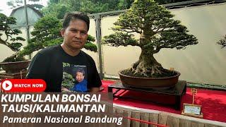 KUMPULAN BONSAI TAUSI KALIMANTAN DI PAMNAS BANDUNG