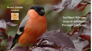 Bullfinch Wisdom - Hope & Resilience in Challenging Times