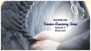 Iron Spring Farm Ep 4 Friesian Grooming Mane Care