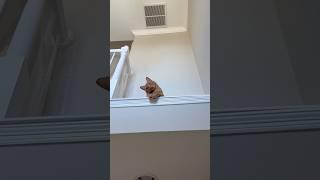 Cat Claims the Throne