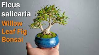 Making mame Ficus salicaria Willow Leaf Fig Bonsai