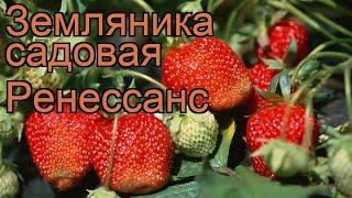 Земляника садовая Ренессанс  земляника Ренессанс обзор: как сажать рассада земляники Ренессанс