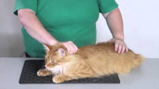 Handling How to restrain a cat1