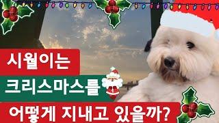 시월이의 크리스마스가 궁금하다 영웅이 형아 리사이틀에 시월이도 올거니? 식사도 잘하고 간식도 잘먹고 개인기도 많이 연습했어?