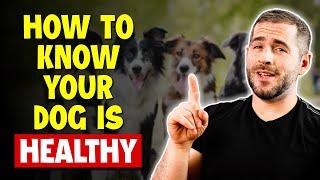 How To Know If Your Dog Is Healthy