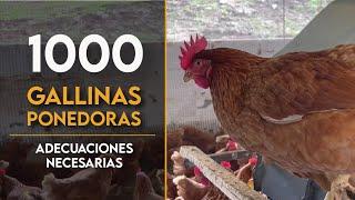 Adecuaciones necesarias para 1000 GALLINAS PONEDORAS | Rm Agroinversiones