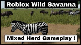 Roblox Wild Savanna - Zebra and Gnu  - Mixed herd gameplay