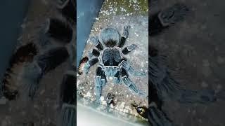 salmon pink tarantula . عنكبوت السلمون بينك ترانشولا
