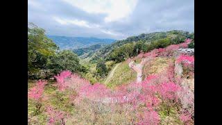 苗栗 協雲宮 櫻花步道 The most famous cherry blossom spot in Miaoli is Xieyun Temple.