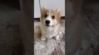 Щенок корги ️