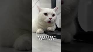 喵：一秒都不想多演 #猫咪成精 #猫咪的迷惑行为
