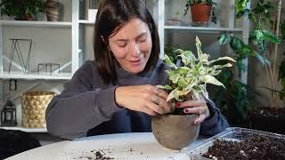 Houseplant repot and reorganizing my plant shelf plant care vlog