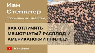 Как отличить мешотчатый расплод и американский гнилец? Иан Степплер, Канада