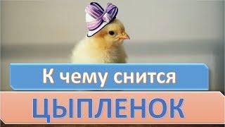 К чему снится ЦЫПЛЕНОК | СОННИК