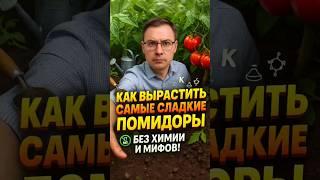 Как вырастить сладкие помидоры без химии: три простых секрета