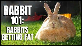 Rabbit 101: Rabbits Getting Fat