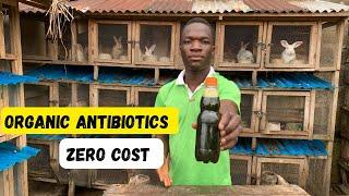 How to make organic antibiotics for your rabbit with an underestimated leave