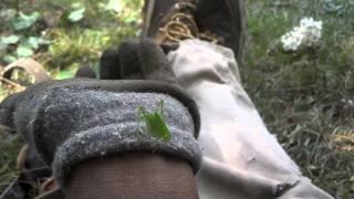 Leaf Bug Hanging out with TreeBoi4Life - I Love my Job!