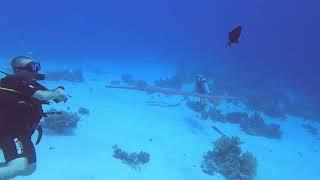 Diving in Sharm El Sheik with Cameldive Club