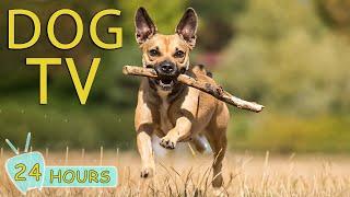 DOG TV: Videos for Dogs to Prevent Boredom When Home Alone - Collection Tunes to Relax for Dog