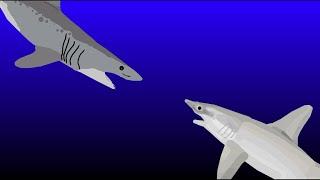 mako shark vs hammerhead shark