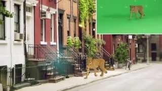 GreenScreen Animals - Behind the Scenes