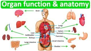 Major organ functions & anatomy | Quick & easy learning video