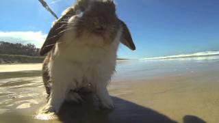 Rabbit at the beach