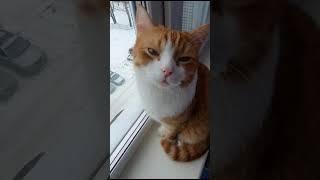 #милота #рыжий #длявас #гришаня #гриша #котик #люди #любовь