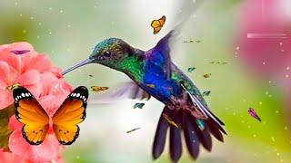 New status video birds status video (official video) manushy music akp channel