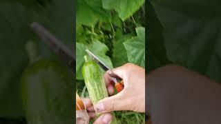 Harvesting korean cucumbers 오이 수확 하기