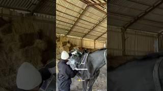 Место, где можно сплавиться на байдарках под подвесными мостами и покататься на лошадях 